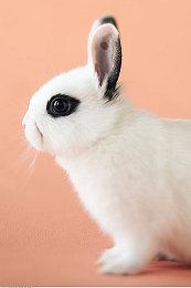 曝《仙剑世界》工作室大裁员 中手游称不会影响游戏